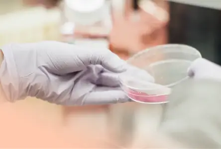 Fertilização In Vitro (FIV)